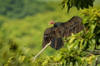 Kondor krocanovity - Cathartes aura - Turkey Vulture 8684